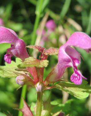 Fotografia 7 da espécie Lamium maculatum no Jardim Botânico UTAD