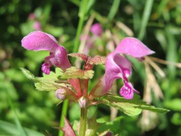 Fotografia da espécie Lamium maculatum