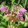 Fotografia 7 da espécie Lamium maculatum do Jardim Botânico UTAD