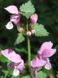 Fotografia da espécie Lamium maculatum