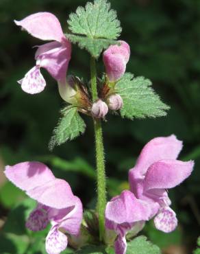 Fotografia 8 da espécie Lamium maculatum no Jardim Botânico UTAD