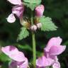 Fotografia 8 da espécie Lamium maculatum do Jardim Botânico UTAD