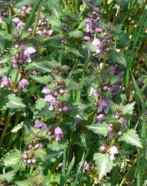 Fotografia 9 da espécie Lamium maculatum no Jardim Botânico UTAD