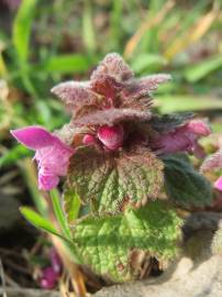 Fotografia da espécie Lamium purpureum