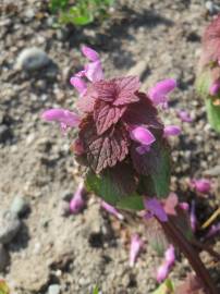 Fotografia da espécie Lamium purpureum