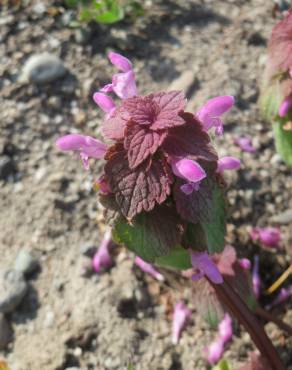 Fotografia 5 da espécie Lamium purpureum no Jardim Botânico UTAD