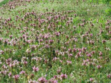 Fotografia da espécie Lamium purpureum