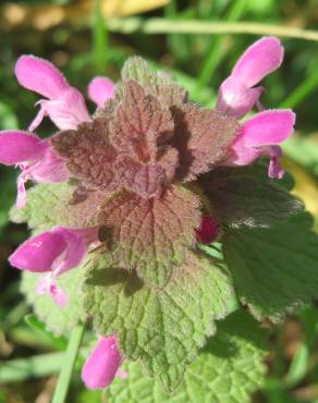 Fotografia 7 da espécie Lamium purpureum no Jardim Botânico UTAD