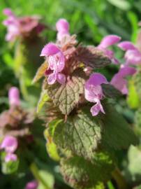 Fotografia da espécie Lamium purpureum