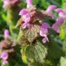 Fotografia 8 da espécie Lamium purpureum do Jardim Botânico UTAD