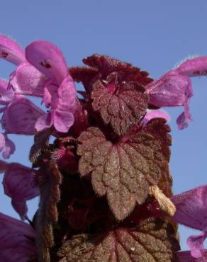 Fotografia 9 da espécie Lamium purpureum no Jardim Botânico UTAD