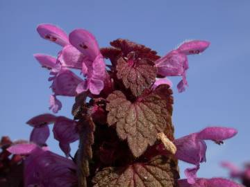 Fotografia da espécie Lamium purpureum