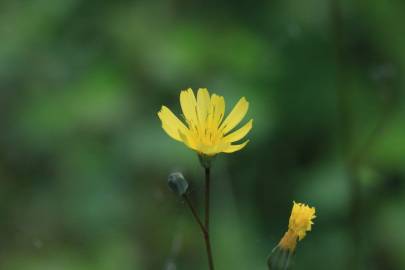 Fotografia da espécie Lapsana communis subesp. communis