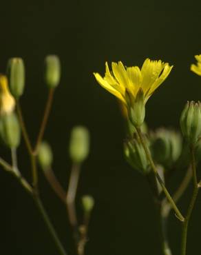 Fotografia 1 da espécie Lapsana communis subesp. communis no Jardim Botânico UTAD