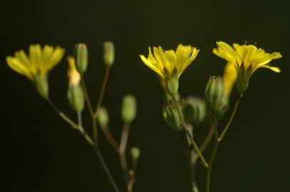 Fotografia da espécie Lapsana communis subesp. communis