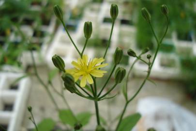 Fotografia da espécie Lapsana communis subesp. communis