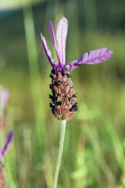 Fotografia da espécie Lavandula pedunculata