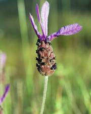 Fotografia da espécie Lavandula pedunculata