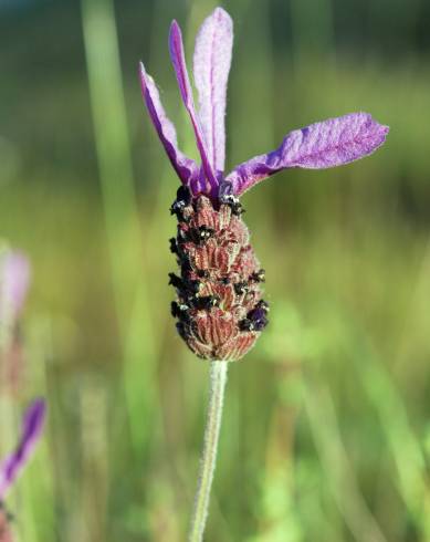 Fotografia de capa Lavandula pedunculata - do Jardim Botânico