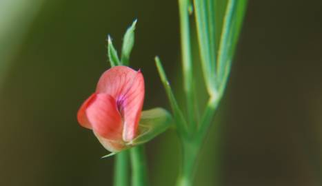 Fotografia da espécie Lathyrus sphaericus