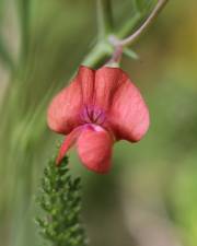 Fotografia da espécie Lathyrus sphaericus