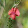 Fotografia 1 da espécie Lathyrus sphaericus do Jardim Botânico UTAD