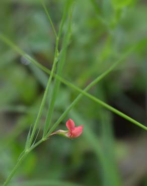 Fotografia 10 da espécie Lathyrus sphaericus no Jardim Botânico UTAD