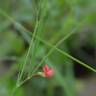 Fotografia 10 da espécie Lathyrus sphaericus do Jardim Botânico UTAD