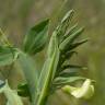 Fotografia 5 da espécie Lathyrus ochrus do Jardim Botânico UTAD