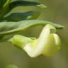 Fotografia 6 da espécie Lathyrus ochrus do Jardim Botânico UTAD