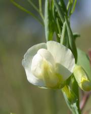 Fotografia da espécie Lathyrus ochrus