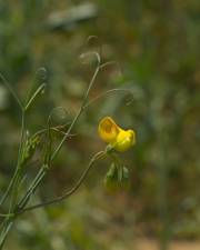 Fotografia da espécie Lathyrus annuus