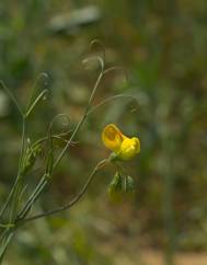 Lathyrus annuus