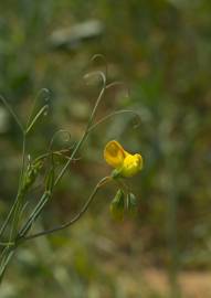 Fotografia da espécie Lathyrus annuus