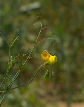 Fotografia 1 da espécie Lathyrus annuus no Jardim Botânico UTAD