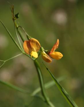 Fotografia 10 da espécie Lathyrus annuus no Jardim Botânico UTAD