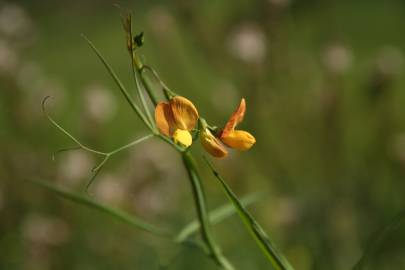 Fotografia da espécie Lathyrus annuus