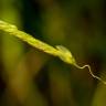 Fotografia 5 da espécie Leersia oryzoides do Jardim Botânico UTAD