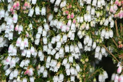 Fotografia da espécie Erica lusitanica