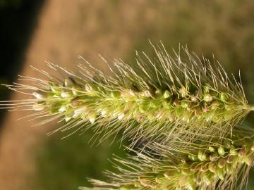 Fotografia da espécie Setaria viridis