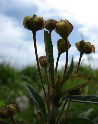 Fotografia de capa Sida rhombifolia - do Jardim Botânico