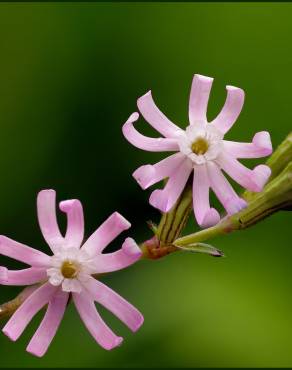 Fotografia 5 da espécie Silene colorata no Jardim Botânico UTAD