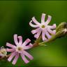 Fotografia 5 da espécie Silene colorata do Jardim Botânico UTAD