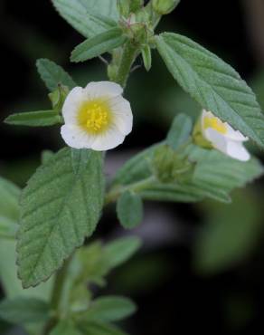 Fotografia 5 da espécie Sida rhombifolia no Jardim Botânico UTAD