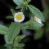 Fotografia 5 da espécie Sida rhombifolia do Jardim Botânico UTAD