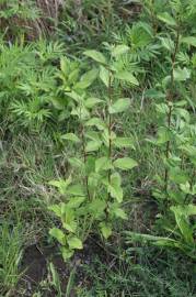 Fotografia da espécie Sida rhombifolia