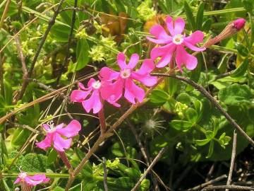 Fotografia da espécie Silene tuberculata