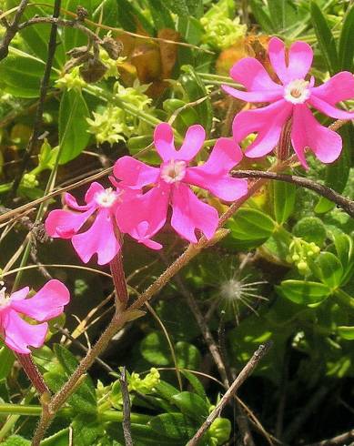 Fotografia de capa Silene tuberculata - do Jardim Botânico