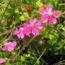 Fotografia 1 da espécie Silene tuberculata do Jardim Botânico UTAD