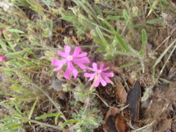 Fotografia da espécie Silene tuberculata